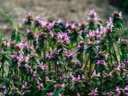 Background from tender pink beautiful flowers in green grass, floral natural vintage hipster imageの写真素材
