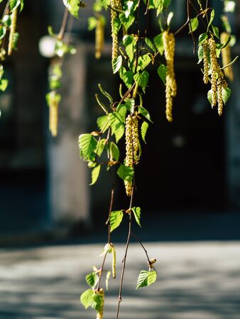 Closeup of twigs with leaf buds ready to burst. Young nature waking up at spring time with tree branch full of buds and small leaves, nature conceptの写真素材