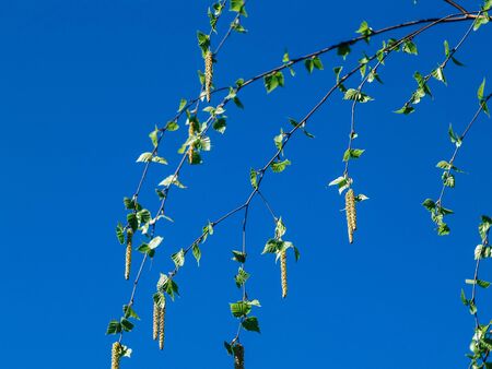 Closeup of twigs with leaf buds ready to burst. Young nature waking up at spring time with tree branch full of buds and small leaves, nature conceptの写真素材