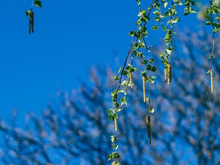 Closeup of twigs with leaf buds ready to burst. Young nature waking up at spring time with tree branch full of buds and small leaves, nature conceptの写真素材