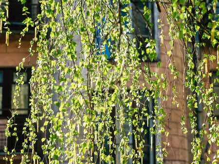 Closeup of twigs with leaf buds ready to burst. Young nature waking up at spring time with tree branch full of buds and small leaves, nature conceptの写真素材