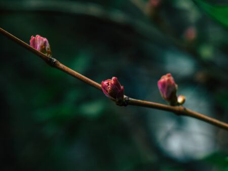 Background from tender pink beautiful flowers in green grass, floral natural vintage hipster imageの写真素材