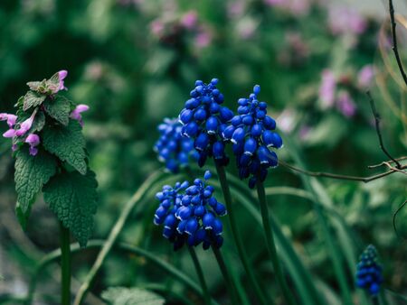 Blue grape hyacinth flowers in garden. Spring flowers grow along walkway. Nice spring backgroundの写真素材