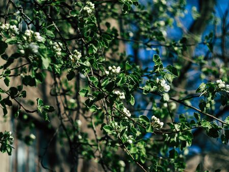 Awakening of coniferous forest in early spring. Needle buds bloom.の写真素材