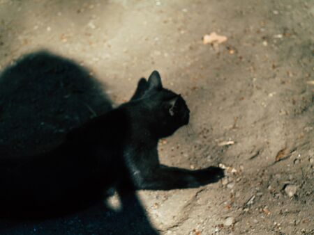two street black cats walk around the yard in the summer on a Sunny dayの写真素材