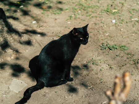 two street black cats walk around the yard in the summer on a Sunny dayの写真素材