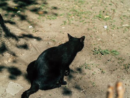 two street black cats walk around the yard in the summer on a Sunny dayの写真素材