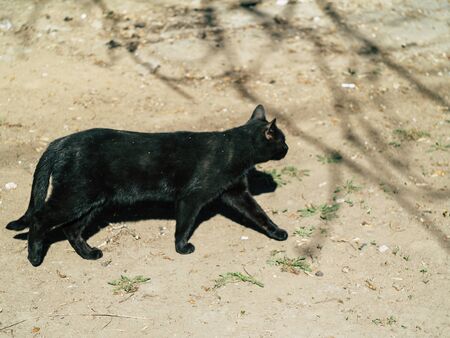 two street black cats walk around the yard in the summer on a Sunny dayの写真素材