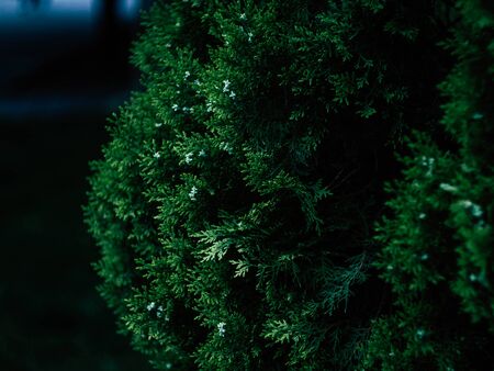 Green leaves color tone dark after raining in the morning.の写真素材