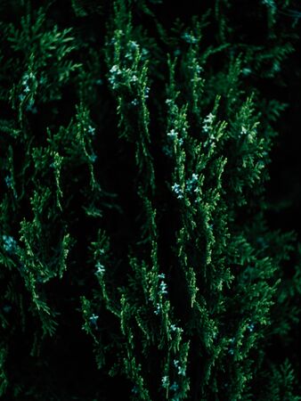 Green leaves color tone dark after raining in the morning.の写真素材