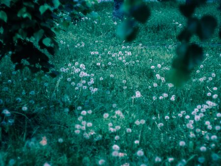 Green field with Wild Dandelion spring flowers on the groundの写真素材