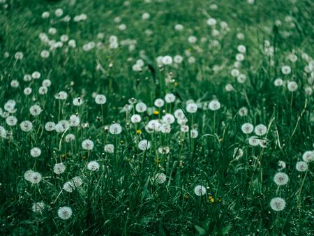 Green field with Wild Dandelion spring flowers on the groundの写真素材