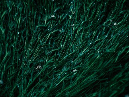 Green leaves color tone dark after raining in the morning.の写真素材