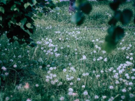 Green field with Wild Dandelion spring flowers on the groundの写真素材