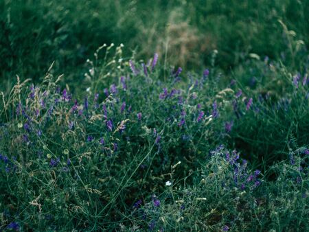 beautyfull green flowers growing in the summer city on a warm eveningの写真素材