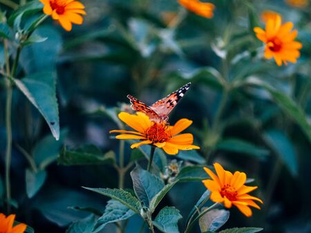 beautyfull butterfly sitting on a flower near green leaves on a summer eveningの写真素材