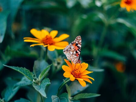 beautyfull butterfly sitting on a flower near green leaves on a summer eveningの写真素材
