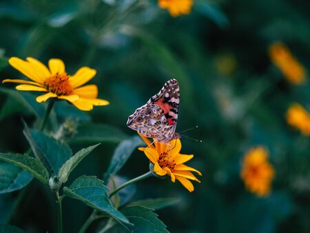 beautyfull butterfly sitting on a flower near green leaves on a summer eveningの写真素材