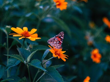 beautyfull butterfly sitting on a flower near green leaves on a summer eveningの写真素材