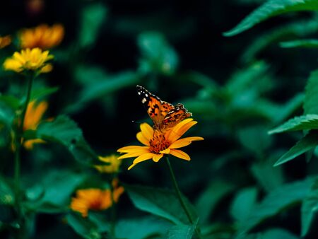 beautyfull butterfly sitting on a flower near green leaves on a summer eveningの写真素材