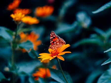 beautyfull butterfly sitting on a flower near green leaves on a summer eveningの写真素材