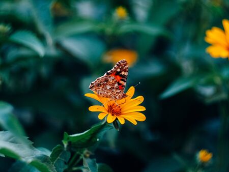beautyfull butterfly sitting on a flower near green leaves on a summer eveningの写真素材