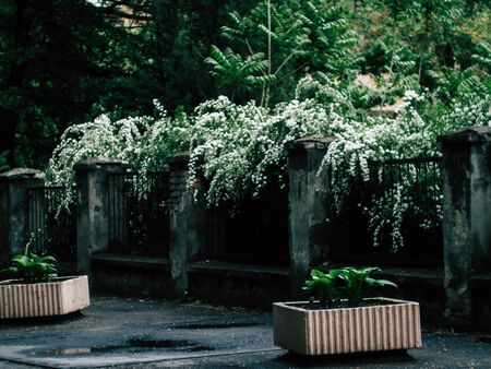 Background of little white flowersの写真素材