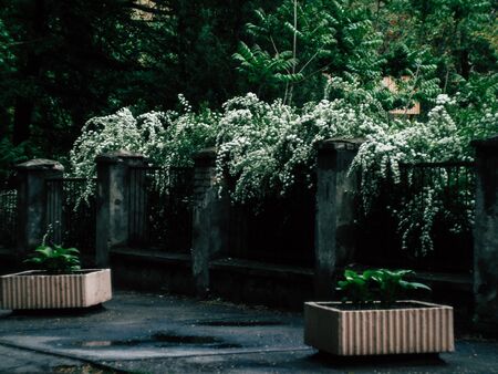 Background of little white flowersの写真素材
