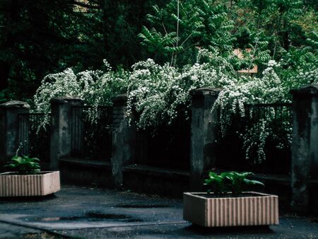 Background of little white flowersの写真素材