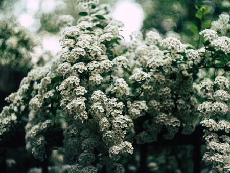 Background of little white flowersの写真素材