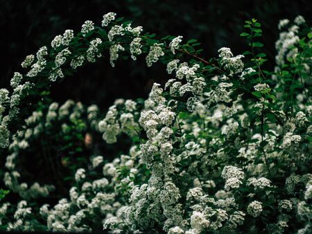 Background of little white flowersの写真素材