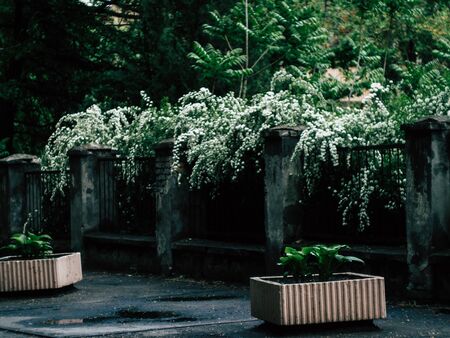 Background of little white flowers