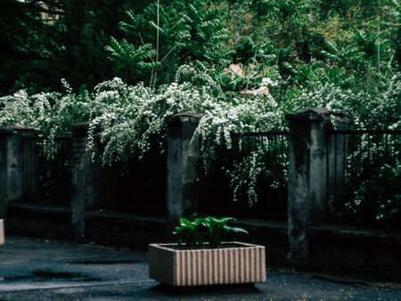 Background of little white flowersの写真素材