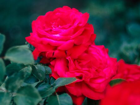 Beautiful red rose near the streetの写真素材