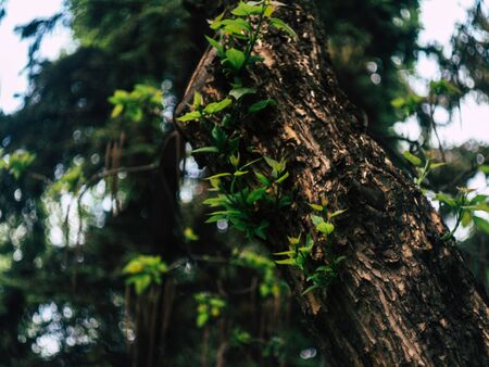 Horizontal full frame view of a thick urban tree branch during summerの写真素材