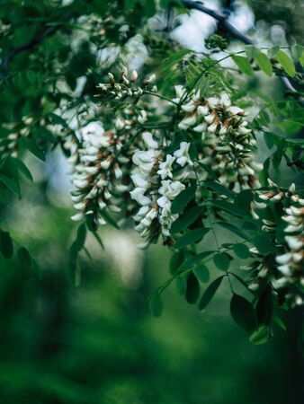 White flowering spring tree in the evening in the parkの写真素材