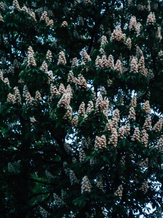 White flowering spring tree in the evening in the parkの写真素材