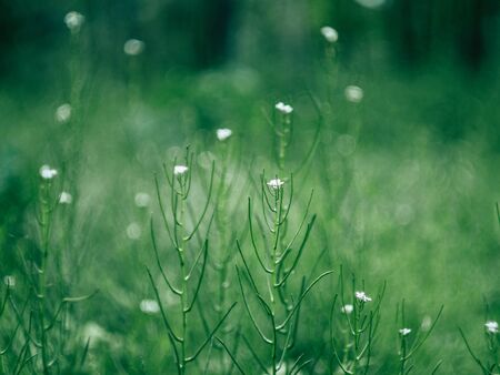 Green grass and a delicate small white flower growing in a clearingの写真素材