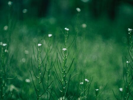 Green grass and a delicate small white flower growing in a clearingの写真素材