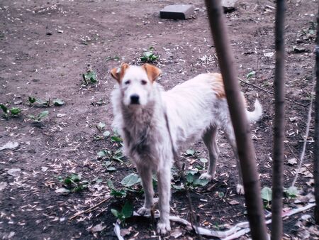 beatyfull white street dog looking at the camera on a summer dayの写真素材