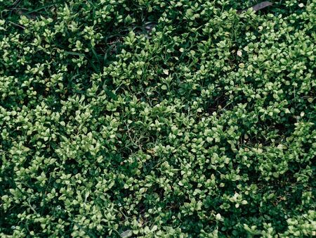 Green leaves wall background spring green plants on a fresh morning in the parkの写真素材