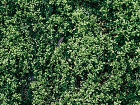 Green leaves wall background spring green plants on a fresh morning in the parkの写真素材