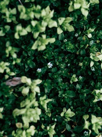 Green leaves wall background spring green plants on a fresh morning in the parkの写真素材