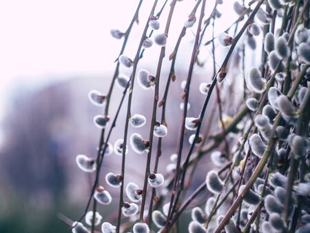 Nature awakes in spring. Blooming willow growing in a city park on a sunny spring dayの写真素材