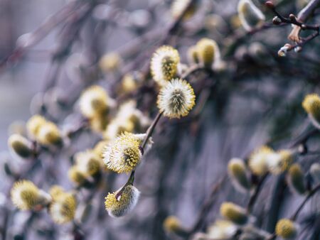 Nature awakes in spring. Blooming willow growing in a city park on a sunny spring dayの写真素材