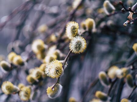 Nature awakes in spring. Blooming willow growing in a city park on a sunny spring dayの写真素材