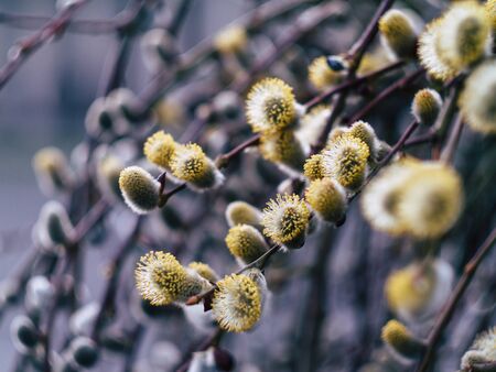 Nature awakes in spring. Blooming willow growing in a city park on a sunny spring dayの写真素材