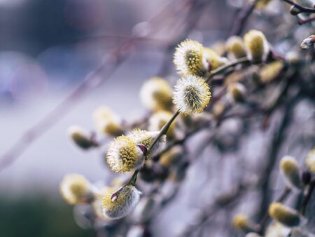 Nature awakes in spring. Blooming willow growing in a city park on a sunny spring dayの写真素材