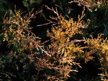 beautyfull yellow coniferous plant growing in summer in a city parkの写真素材