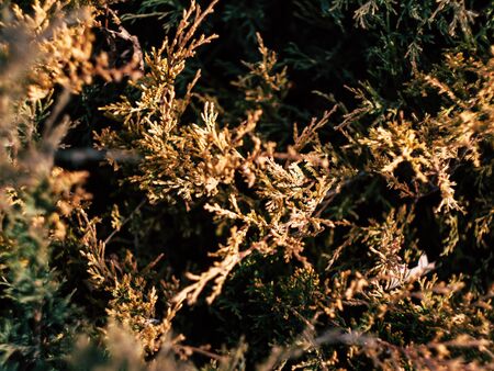 beautyfull yellow coniferous plant growing in summer in a city parkの写真素材